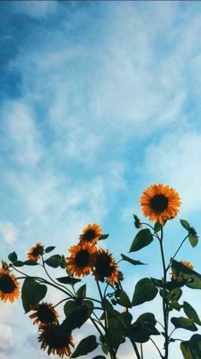 Free download art hipster vintage indie soft grunge sunflower blue