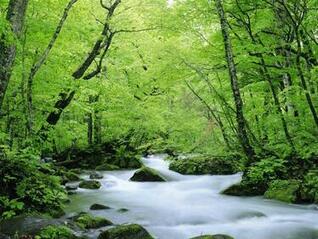 [48+] Green Nature Wallpaper Desktop on WallpaperSafari