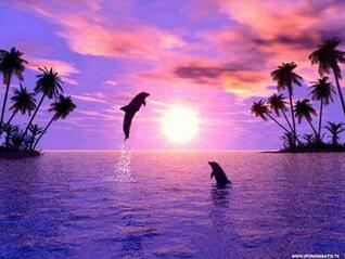 [36+] Wallpaper Dolphin Sunset on WallpaperSafari
