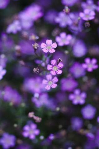 [50+] Purple Flower Wallpaper for iPhone on WallpaperSafari