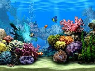 [49+] Aquarium Wallpaper Free Download on WallpaperSafari