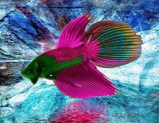 [48+] Betta Fish Wallpaper on WallpaperSafari