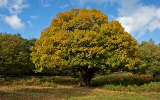 [70+] Oak Tree Wallpaper on WallpaperSafari