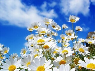 [70+] Summer Flower Backgrounds on WallpaperSafari