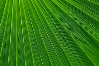 [47+] Palm Leaves Wallpaper on WallpaperSafari