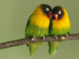 Free download Wallpaper Gallery Love Bird Wallpaper 1 [1024x1024] for