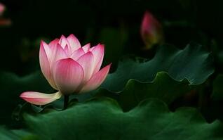 [44+] Lotus HD Wallpaper on WallpaperSafari