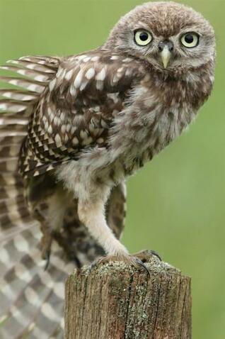 Free download Owls Iphone Wallpaper Pinterest [1131x1600] for your