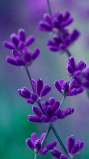 [50+] Purple Flower Wallpaper for iPhone on WallpaperSafari