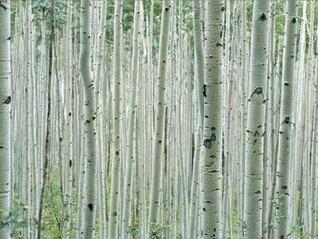 [44+] Aspen Tree Wallpaper on WallpaperSafari