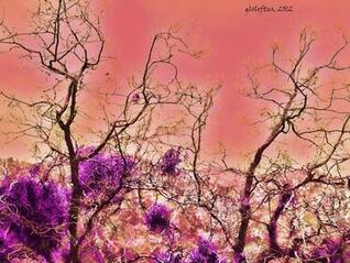 [46+] Peach Colored Wallpaper on WallpaperSafari