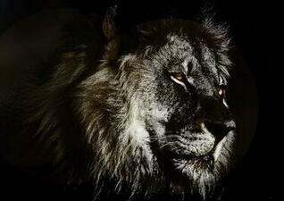 [44+] Black Lion HD Wallpaper on WallpaperSafari