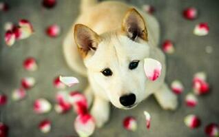 Free download Cute Pets wallpaper 1600x900 58320 [1600x900] for your