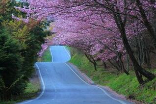 [45+] Wallpaper Japan Cherry Blossoms on WallpaperSafari