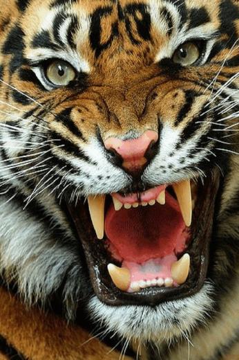Free download Big cats Screensaver 1 [640x960] for your ...
