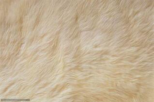 [32+] White Fur Wallpaper on WallpaperSafari
