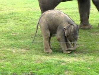 Elephant Baby - High Definition Wallpapers - HD wallpapers