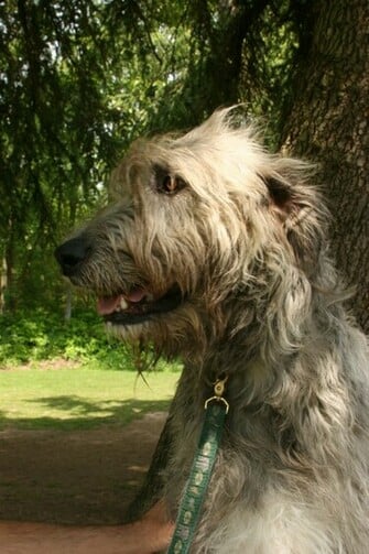 Free download Irish Wolfhound Wallpaper Puppy Pictures Breed Info ...