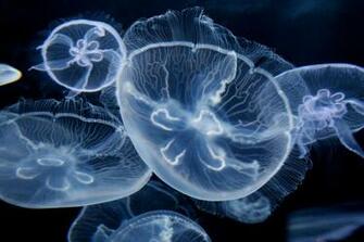 Free download Moon Jellyfish by ktbull06 [3456x2304] for your Desktop ...