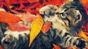 Download Cute Fall Background