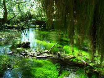 Hoh Rainforest - Wikipedia