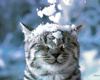 My Owl Barn: Winter Animals Desktop Wallpaper