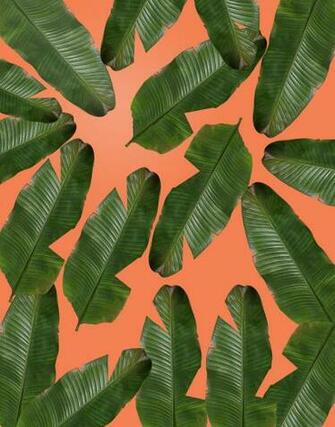 Free download Martinique Banana Leaf wallpaper The Beverly Hills Hotel