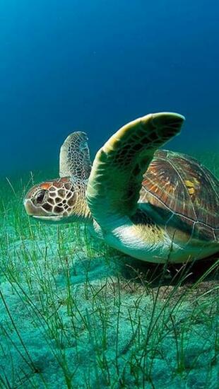 [47+] Animated Sea Turtle Wallpaper iPhone on WallpaperSafari