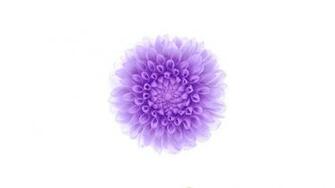 [52+] Design iPhone Wallpapers 8 on WallpaperSafari