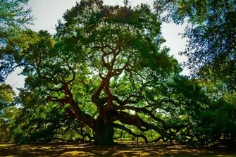 [70+] Oak Tree Wallpaper on WallpaperSafari