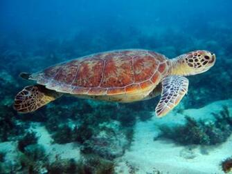 [48+] Free Sea Turtle Wallpaper Backgrounds on WallpaperSafari