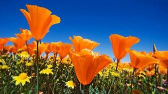 [47+] California Poppy Wallpaper on WallpaperSafari