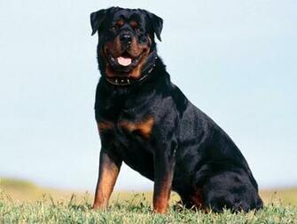 44 Rottweiler Wallpapers for Desktop WallpaperSafari