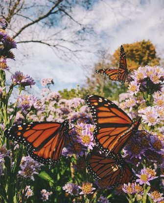 Purple Butterfly Images  Free Photos, PNG Stickers, Wallpapers