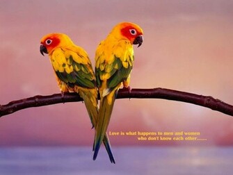 Free download Cute Love Birds Daily Backgrounds in HD [2048x1363] for