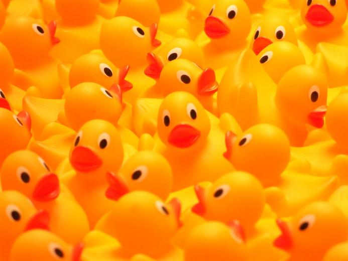 🔥 Free Download Rubber Duck Wikipedia by @christinasmith | WallpaperSafari