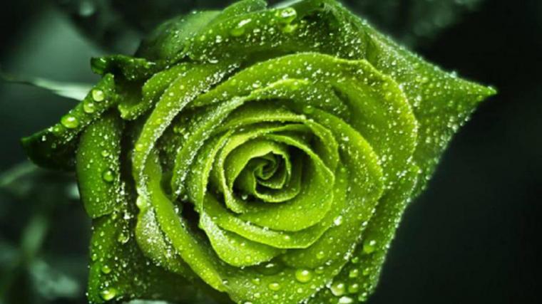 Free download Green Rose Wallpapers 25 [1920x1080] for your Desktop