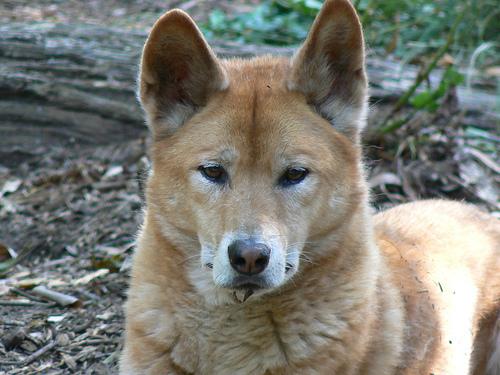 🔥 Free Download Dingo Image Dingoes Wallpaper And Background Photos By 