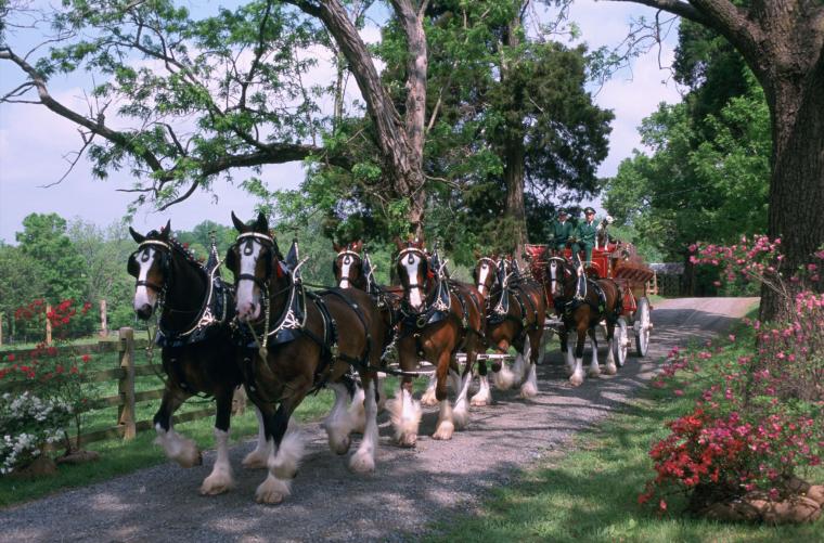 Free download Budweiser Clydesdales Wallpaper budweiser clydesdales