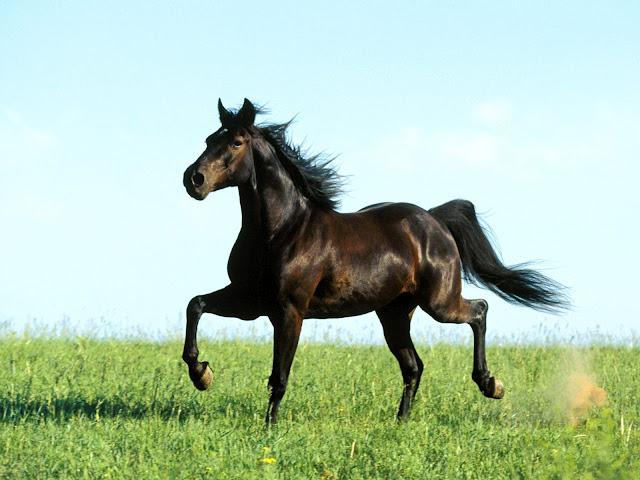 Free download horse wallpaperhd wallpaper3d wallpaperanimated wallpaper