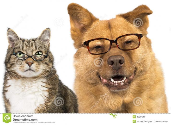 Free download image Cats Wearing Glasses PC Android iPhone and iPad