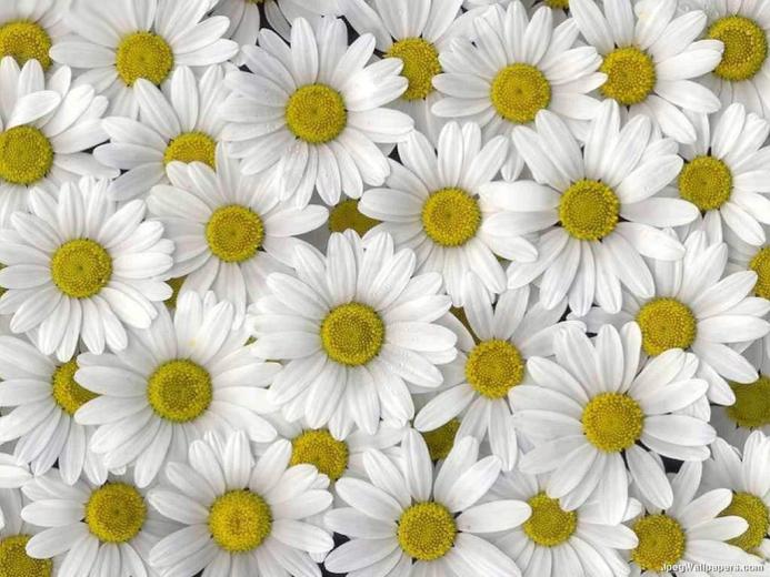 Free download Daisy Chain Wallpaper Border [500x500] for your Desktop