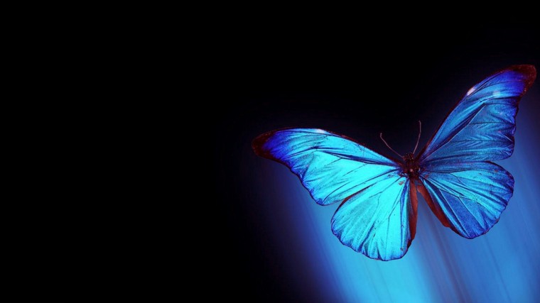 Featured image of post Iphone Blue Butterfly Black Background Support us by sharing the content upvoting wallpapers on the page or sending your own