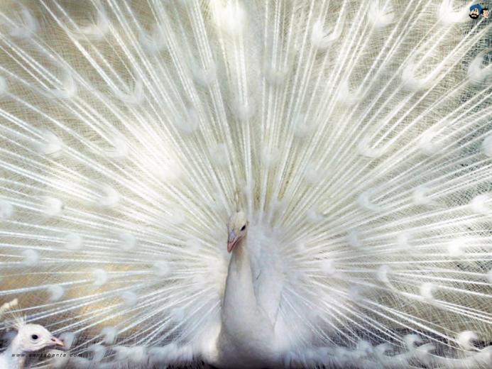 Free download White Peacock HD Wallpapers [1920x1200] for your Desktop