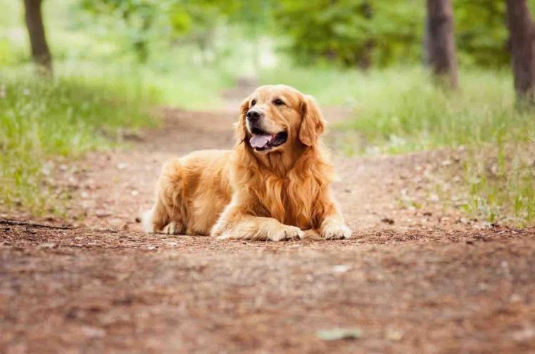 Free Download Golden Retriever Wallpapers [1920x1080] For Your Desktop ...