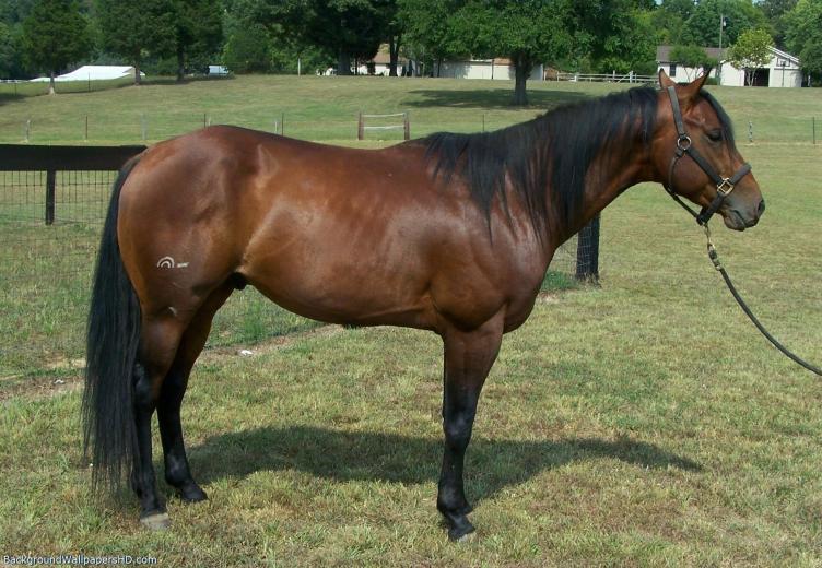 Free download American Quarter Horse Pedigree Search Wallpaper
