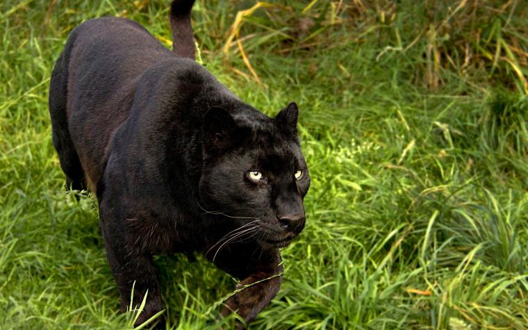 Free Download Animals Zoo Park Black Panther Wallpapers Animals Hq