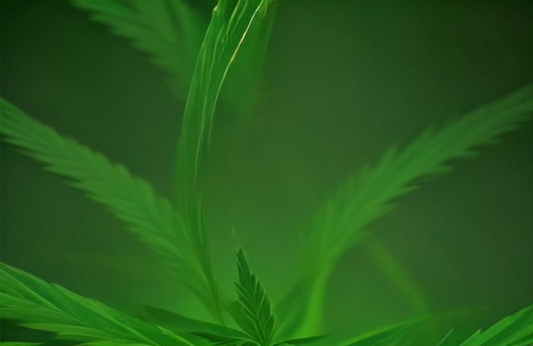 Marijuana HD AI Wallpaper