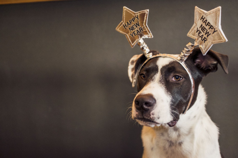 20-new-years-dogs-wallpapers-wallpapersafari