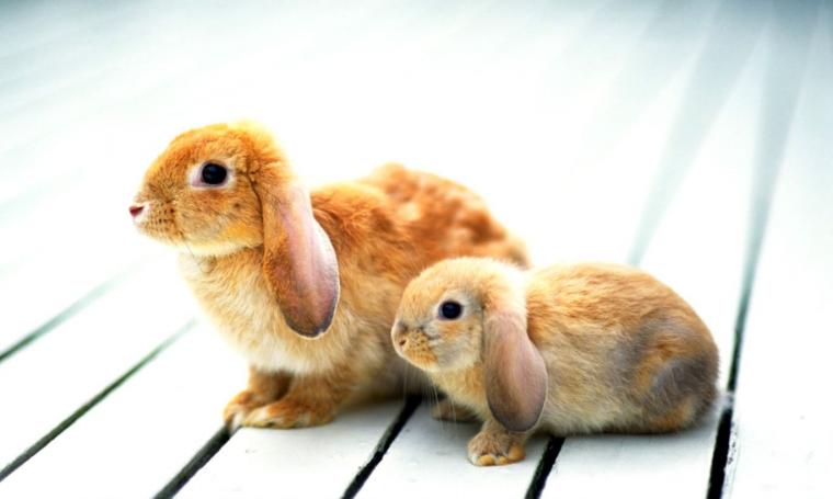Free Download Puppy Rabbit Cute Wallpaper Beautiful Color Pic Puppies